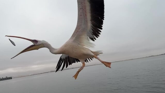 fliegender Pelikan
