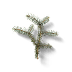 Conifer Twig
