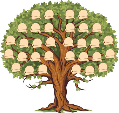 Genealogy family tree or ancestry history branch with frames for photo, vector template. Family tree with blank picture and name ribbons with parents relationship connection for generation genealogy