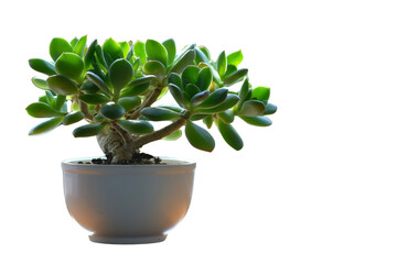 Crassula ovata jade plant money tree in white pot