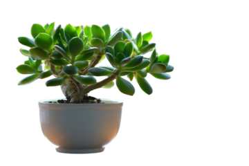Crassula ovata jade plant money tree in white pot