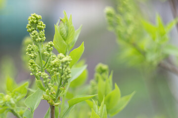 Unopened lilac inflorescence close-up