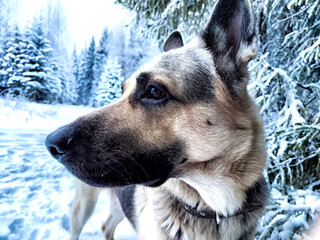 Dog German Shepherd in a forest or in a park in a winter day and white snow arround. Waiting...