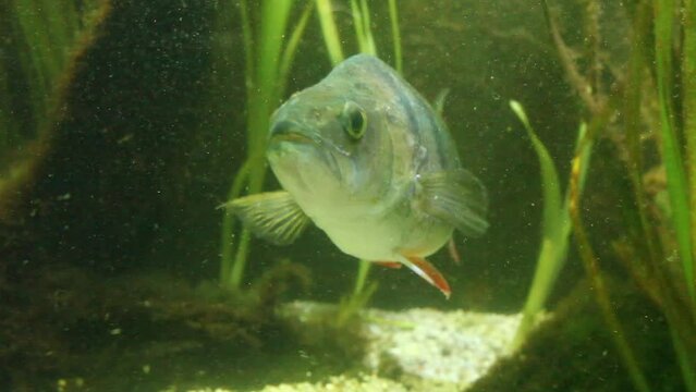 A large perch in underwater shots.