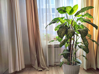 Dieffenbachia plant in a pot by the window with curtains. Interior in light colors. Background with...