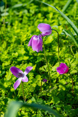 Wild purple anemone coronaria (windflower) flowers blooming in the Antalya, Turkey after the winter rains. Also known as spanish marigold or windflower.