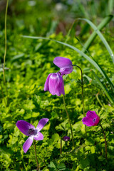 Wild purple anemone coronaria (windflower) flowers blooming in the Antalya, Turkey after the winter rains. Also known as spanish marigold or windflower.