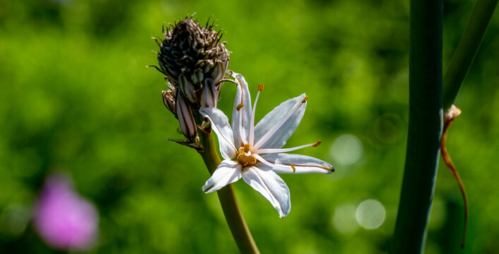 White Asphodel ( Asphodelus )cerasiferus, star-like flowers, close up. Asphodelus albus or aestivus is a herbaceous perennial flowering plant of the family Asphodelaceae.
