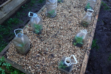 raised wooden bed with mulch of wood chips and plastic bottles to protect young plants