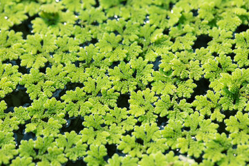 Azolla caroliniana or Mosquito fern, Water fern. It is a small aquatic plant in the family of ferns. It grows on water surface, in the tropics and in general. - 742585642