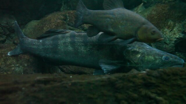 Large zander in underwater shots.