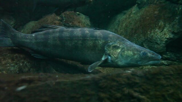 Large zander in underwater shots.