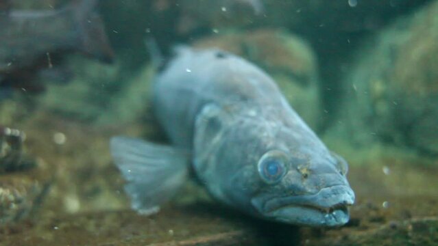Large zander in underwater shots.