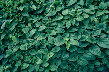 Fresh green leaf nature