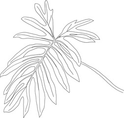 Philodendron radiatum schott