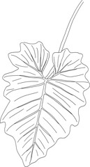 Philodendron wilsonii leaf