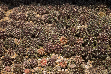 Plant cactus seeds Gymnocalycium