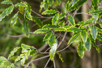 A close-up photo of the leaves of Pittosporum eugenioides growing in a garden.