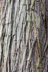 The texture of the bark of an old tree, very detailed and with lots of details.