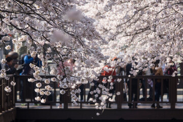Obraz premium View of cherry blossom flowers in spring