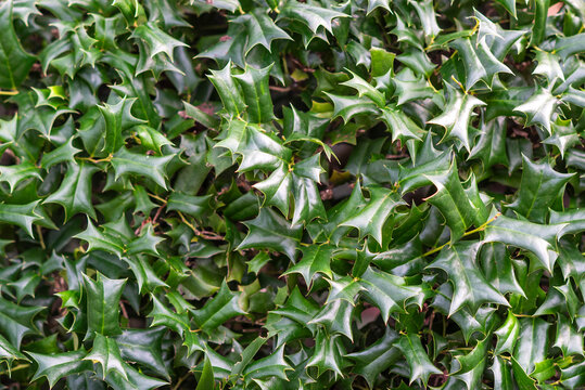 The texture of the leaves of Ilex aquifolium growing in the garden.