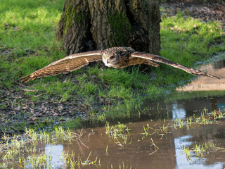 An Eagle Owl in Flight