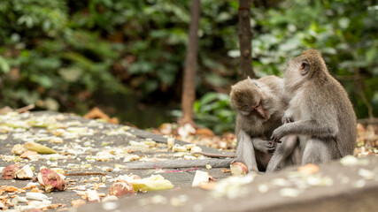 A long-tailed macaque is sitting on a footpath in the Ubud Monkey Forest. 