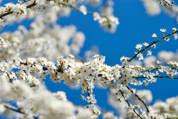 white bloom on a branch of an ornamental shrub in front of blue sky