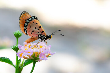 Acraea violae violae Fabricius butterfly on pink flower on blur background and copy spaces, The Tawny Caster, NYMPHALIDAE. - 742594466