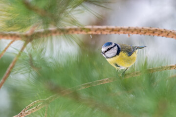 Blue Tit Perched on Pine Branch in Brecon Beacons