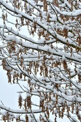 Neuschnee auf den Ästen und Zweigen eines Hartriegelstrauchs
