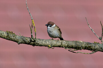 Ein einsamer Sperling sitzt auf einem kahlen Ast