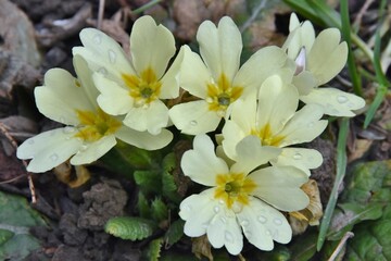 Blass gelbe Primeln als eine der ersten Frühlingsboten mit wenigen Tautropfen verziert