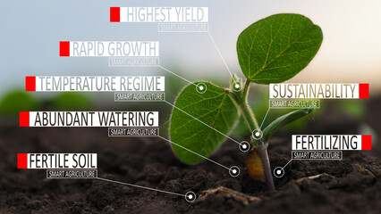 Green Sprout Soybean, Growing in Fertile Soil, Smart Agriculture. Agriculture and Highest Yield Concept.  - 742597015