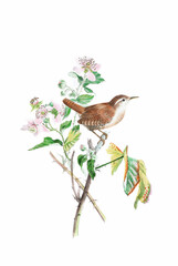 Bird illustration. Wren