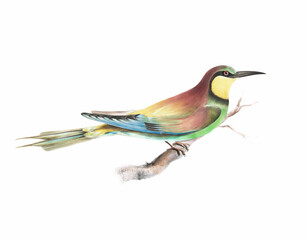  Colorful Bird illustration. Bee Eater