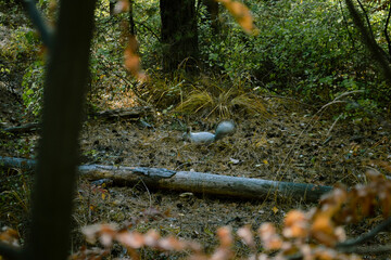 Wild fluffy gray squirrel in the dense thicket of the forest