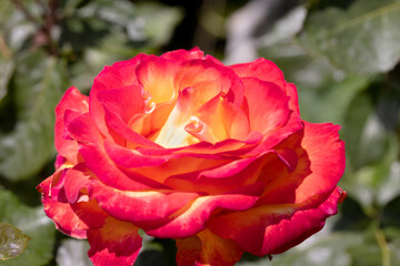 Red and yellow rose close-up. Beautiful background blur, selective focus - 742598082