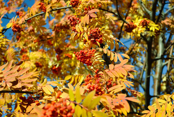 Ripe and juicy bunches of rowanberries hang on branches with yellow leaves