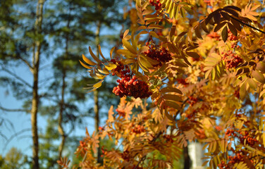 Ripe and juicy bunches of rowanberries hang on branches with yellow leaves
