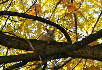 Squirrel sits on a branch of an autumn tree and looks directly into the camera