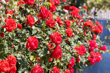 Red rose bushes in the garden. Beautiful background blur, selective focus - 742598286