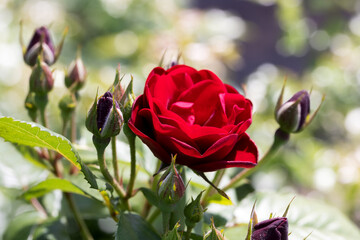 Bright red rose close-up. Beautiful background blur, selective focus