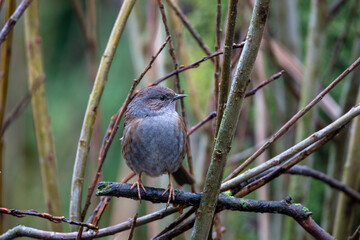 Dunnock pearched on a twig on a winters day, County Durham, England, UK.
