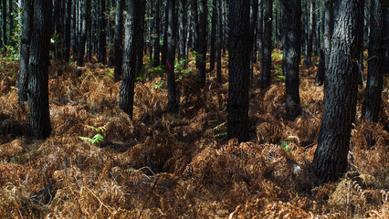 Forêt des Landes de Gascogne, en pleine période de sécheresse