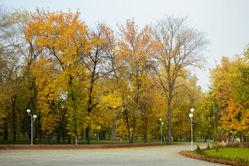 Tall trees with yellow leaves in an autumn park in the morning