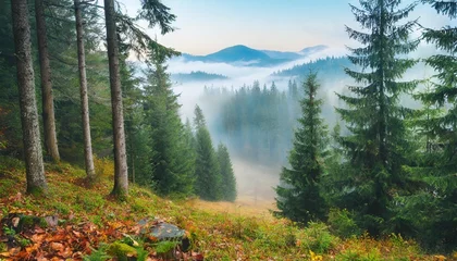 Fotobehang spruce forest landscape in morning fog beautiful nature background in autumn weather in fall season © Kari