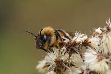 Closeup on a female of the rare and early flying Large Sallow, Mining Bee , Andrena apicata sitting...