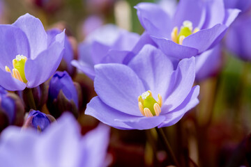 春の庭の紫色のかわいい花　タツタソウ
