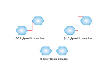 Types of Beta Glucan Molecule Structure Scientific Design. Vector Illustration.	